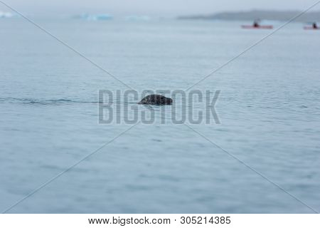 Seal Swimming In The Glacial Waters Of Jokulsarlon Lagoon, Iceland