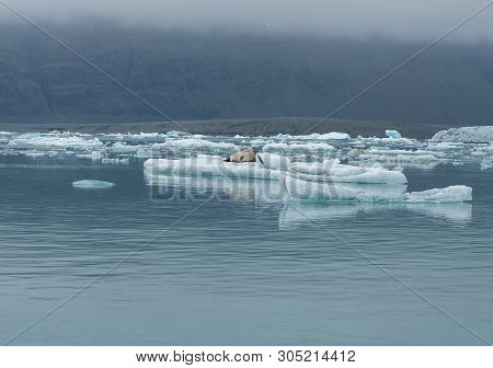 Seal Relaxing On A Floating Iceberg In Jokulsarlon, Iceland