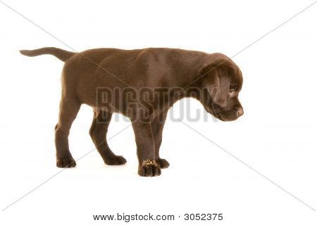 Labrador hundvalp