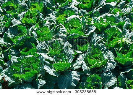 Rows Of Fresh Green Cabbage Farm At Phu Thap Buek,phetchabun Province Of Thailand.