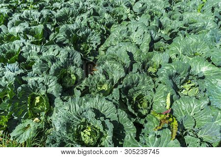 Rows Of Fresh Green Cabbage Farm At Phu Thap Buek,phetchabun Province Of Thailand.
