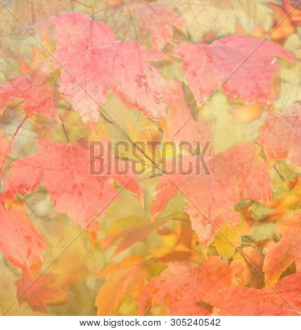 Autumn Background. Colorful Red Fall Maple Leaves And Abstract Sun Light