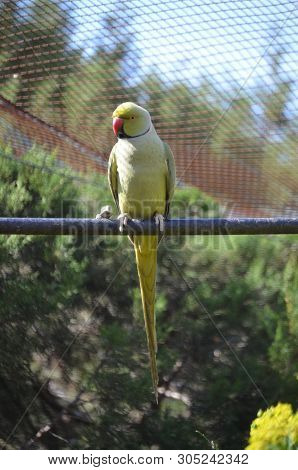 A Yellow-naped Parrot, Amazona Auropalliata, In The Zoo