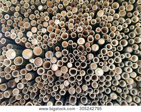 Group Of Bamboos Background. Cutting Bamboo. Bamboo Holes Pattern Background. Natural Young Bamboos 
