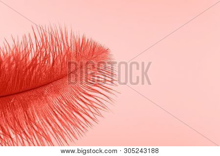 Red Artificial Feather Close Up. Exotic, Tropical Bird Wing Feather On Pink Background. Fashion, Orn