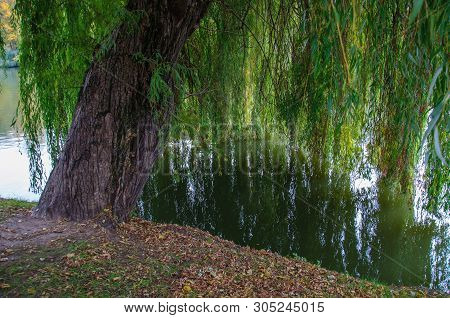 Big Sallow Tree Growing On River Bank. Willow Tree Trunk And Green Branches Reflection In Pond Water