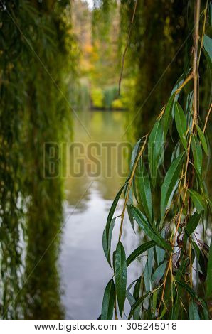 Green Willow Tree Leaves And Yellow Sallow Branches Closeup With Calm Water Background. View Trough 