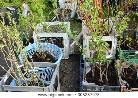Different Plants In A Boxes At A Street Flower Market. Small Business.