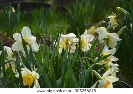 White Yellow Daffodils Flower Bloom In The Garden. Spring Background.