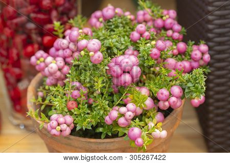 Pernettya Mucronata Evergreen Shrub With Pink Berries. Ornamental Plant Of The Heather Family. The G