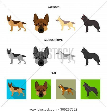 Vector Illustration Of Sheepdog And Sheltie Icon. Collection Of Sheepdog And Shepherd Stock Symbol F