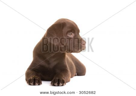Labrador hundvalp