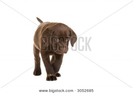 Labrador hundvalp