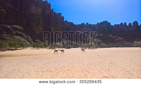 Panorama Inside Canyon Aka Guelta D'archei In East Ennedi, Chad