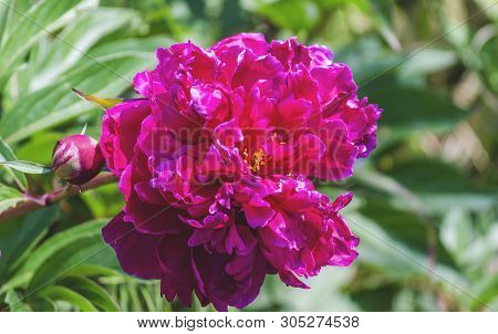 Burgundy Peony Blooming In The Garden Outdoors