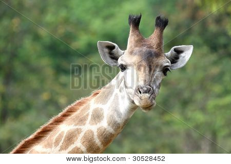 Giraffe looking camera