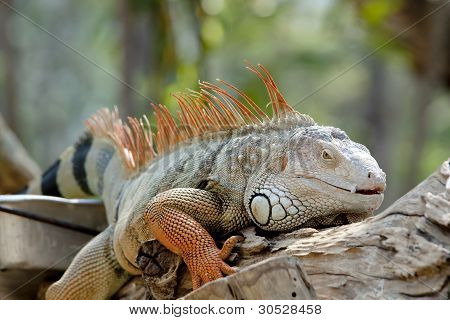 Iguana