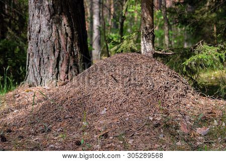 Big Ant Hill In European Forest At Morning Light. Anthill, Formicary Nest Structure Made Of Pine Tre