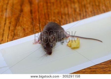 Dead Rat Glued At Clue Tray On Wood Table Mouse Killed