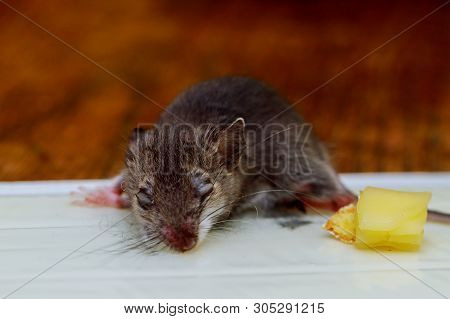 Dead Mouse Killed In A Mouse Clue Tray Trap On Wooden Floor In Home