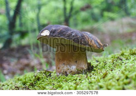 Boletus Mushroom (boletus Aereus) In The Forest. King Mushroom, Dark Cep Or Bronze Bolete