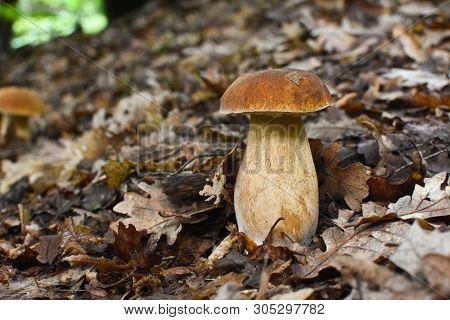 Boletus Edulis, Edible Mushroom In Forest. Porcini Mushroom Healthy And Delicates Food