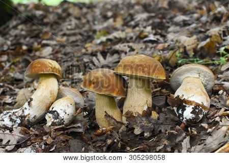 Boletus Edulis, Edible Mushroom In Forest. Porcini Mushroom Healthy And Delicates Food