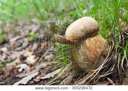 Boletus Mushroom (boletus Aereus) In The Forest. King Mushroom, Dark Cep Or Bronze Bolete