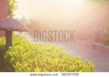 Warm Summer Evening Glow With Sunlit Bush Geenery In Front. Summer Time Vacation And Sunset Time Con