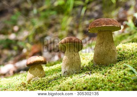 Boletus Edulis, Edible Mushroom In Forest. Porcini Mushroom Healthy And Delicates Food