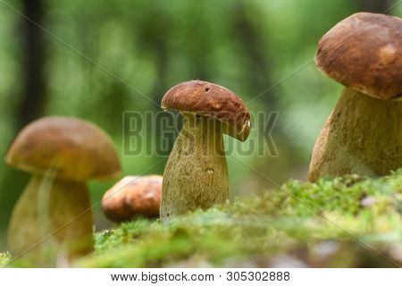 Boletus Edulis, Edible Mushroom In Forest. Porcini Mushroom Healthy And Delicates Food
