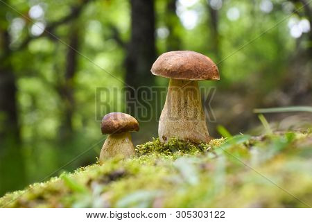 Boletus Edulis, Edible Mushroom In Forest. Porcini Mushroom Healthy And Delicates Food