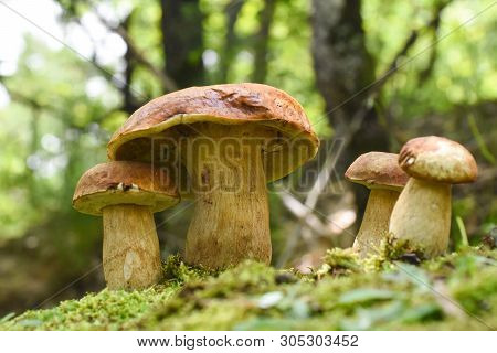 Boletus Edulis, Edible Mushroom In Forest. Porcini Mushroom Healthy And Delicates Food