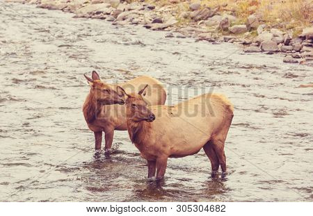 Two elks stands in the water in the boiling river in Yellowstone National Park