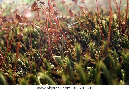 Musgo Sporangiums Macro