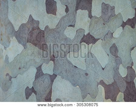 Close Up Of Bark In Camoflouge Style