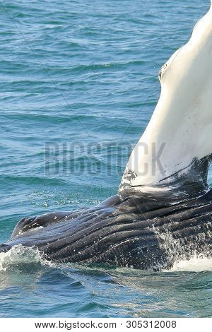 A Close Up Of A Humpback Whale Slapping The Ocean With His Large White Fin.  You Can See His Eye And