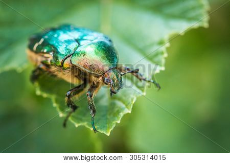 Cetonia Aurata, Called The Rose Chafer Or The Green Rose Chafer. A Beetle On A Green Leaf.