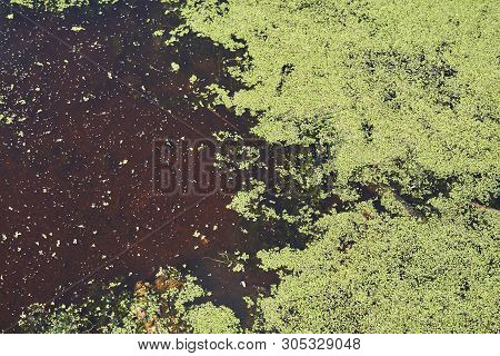 Plants On The Surface Of The Lake Close-up. Green Carpet