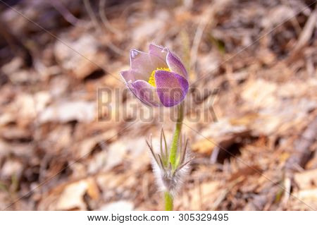 Beautiful Spring Purple Flower Pulsatilla Grows In The Forest At Spring Day. Pulsatlla Pratnsis. Pur