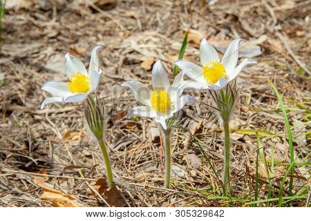 Beautiful Spring Purple Flower Pulsatilla Grows In The Forest At Spring Day. Pulsatlla Pratnsis. Pur
