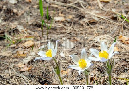 Beautiful Spring Purple Flower Pulsatilla Grows In The Forest At Spring Day. Pulsatlla Pratnsis. Pur