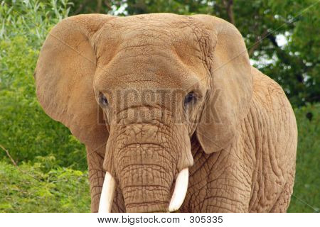 ein Elefant.