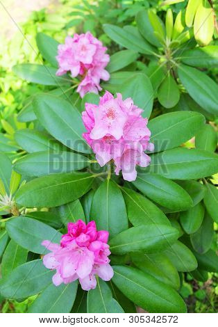 Ornamental Shrub Rhododendron Large-leaved - Rh. Macrophyllum, Blooming Pink Flowers In The Garden I
