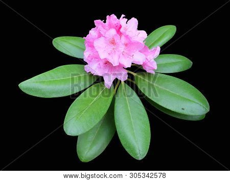 Ornamental Shrub Rhododendron Large-leaved - Rh. Macrophyllum Blooming With Pink Flowers Isolated On