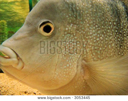 Fisch-Gesicht