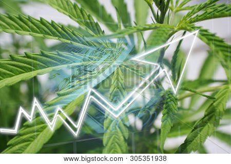 Cannabis Sativa Stocks Exploding High Quality Stock Photo