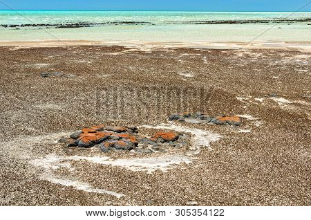 Stromatolites Are Rock-like Structures Formed By Bacteria In Shallow Water - Hamelin Pool, Denham, W