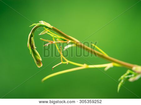 Macro Of Green Plant Nature Background. Nature Background Of Green Plant Meadow. Green Nature Macro 