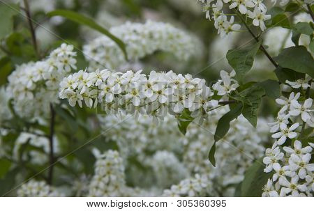 Prunus Padus Species Of Small Trees Of The Genus Prunus In The Family Rosaceae. Prunus Padus Branch 
